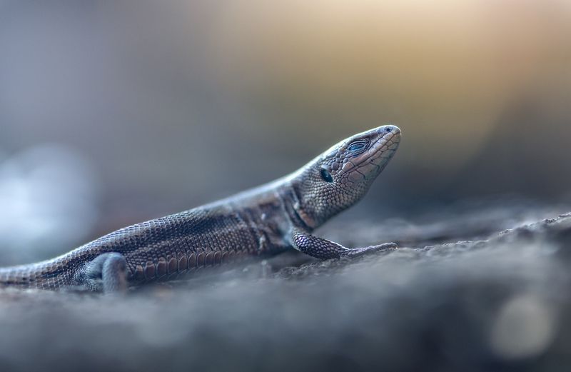 ... фото превью