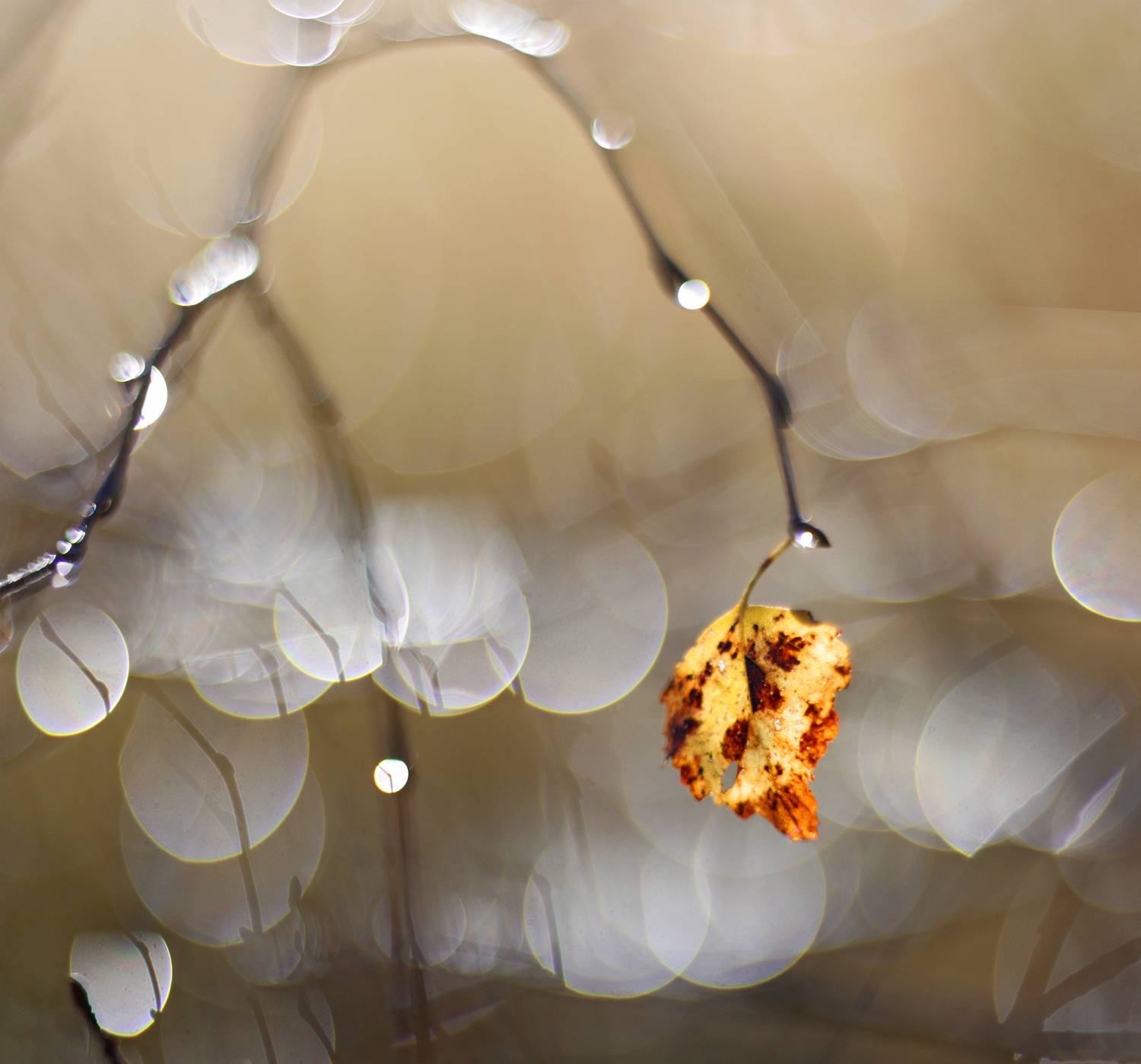 осень, листья, Александр Свистков