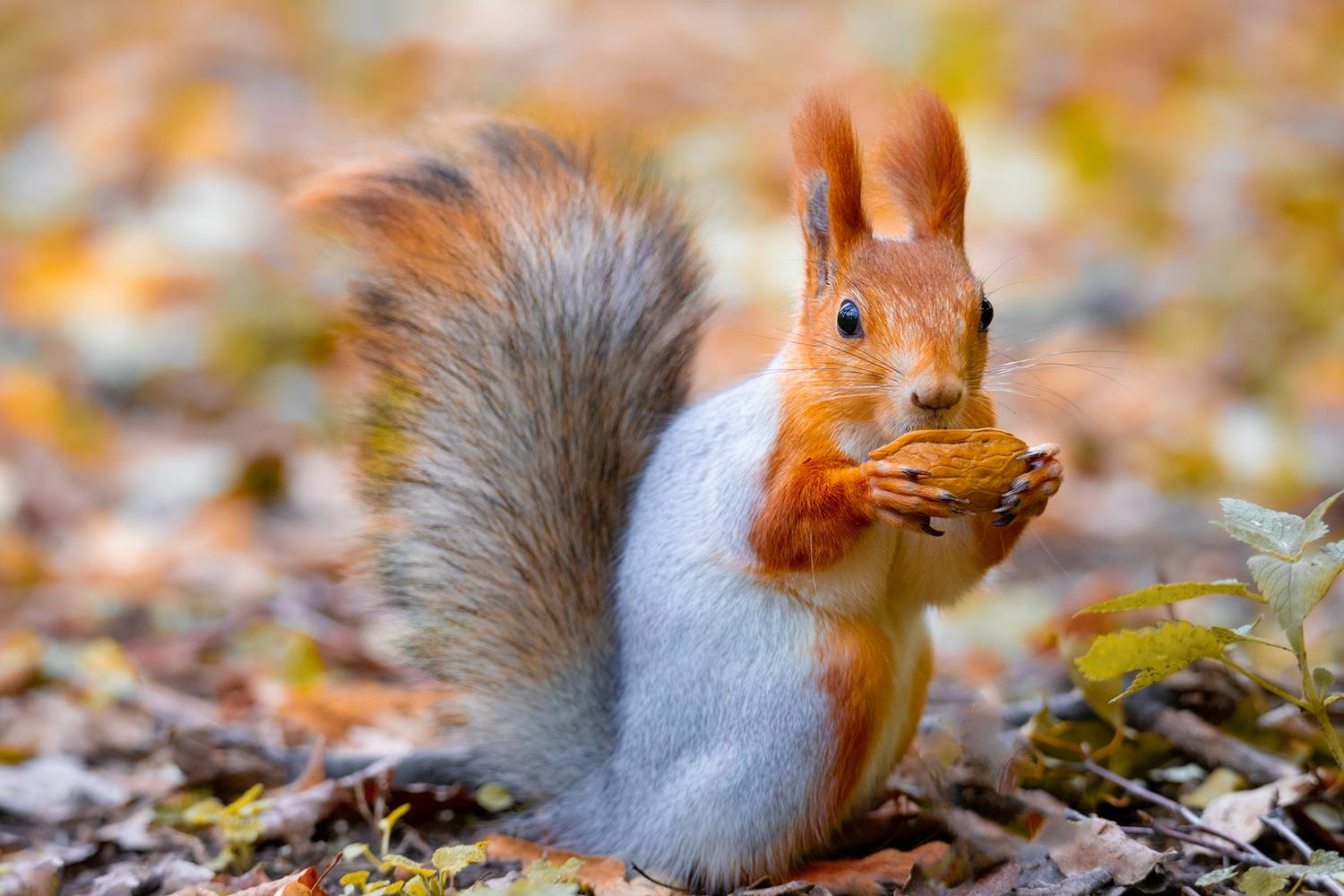 , Чудинин Дмитрий