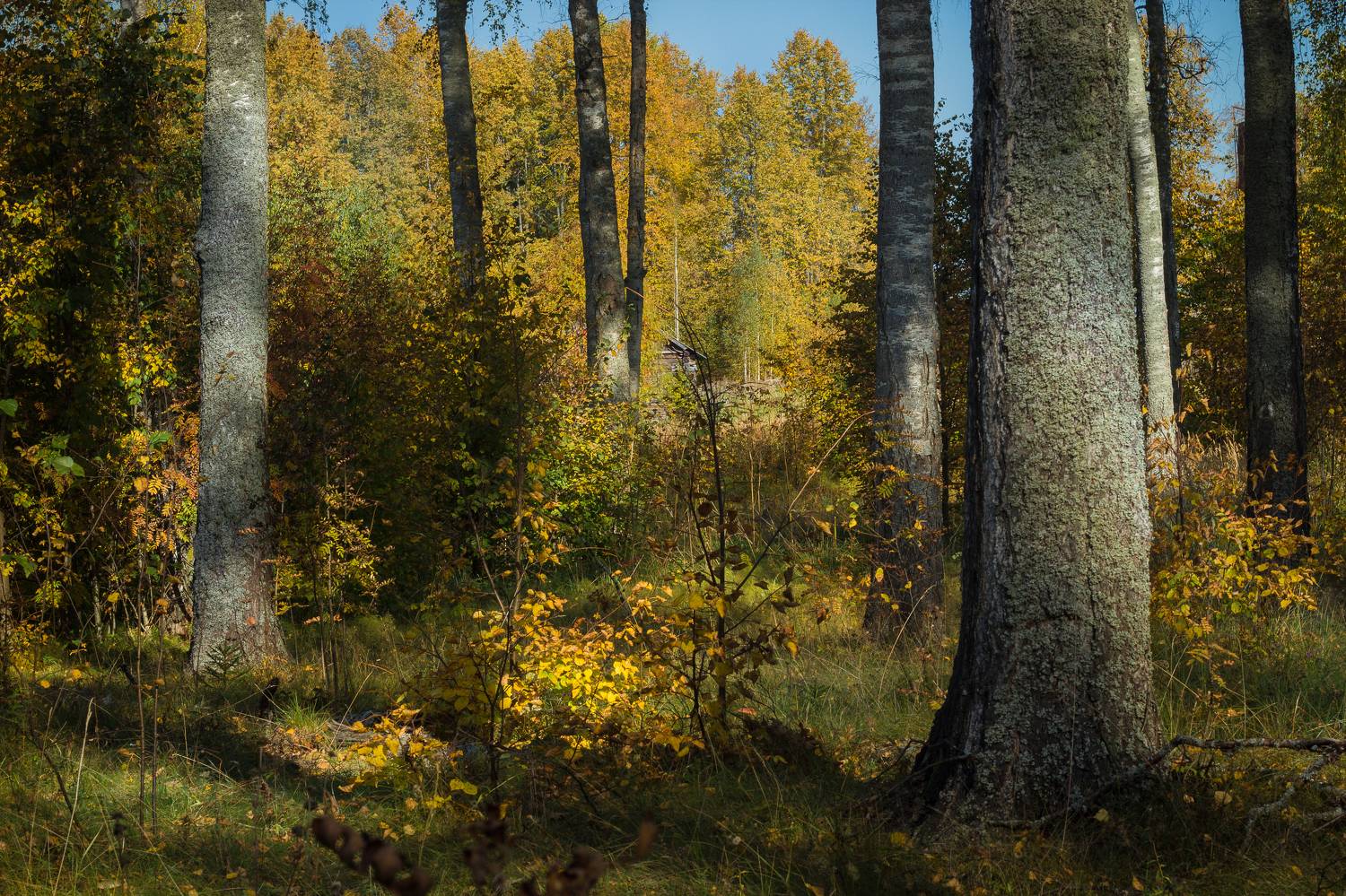 , Хвойнова Елена