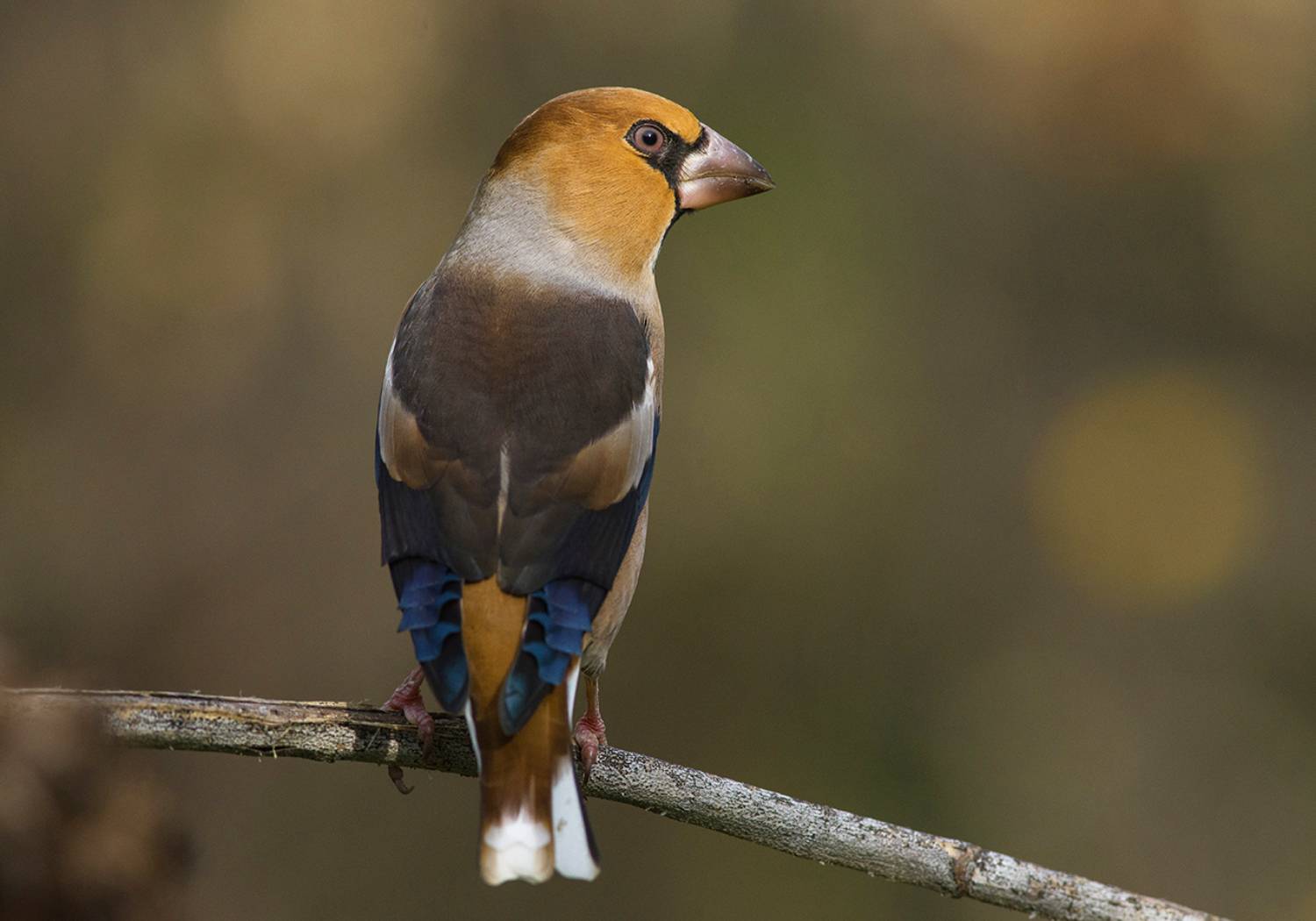 птица,дубонос,самец,осень, Иван