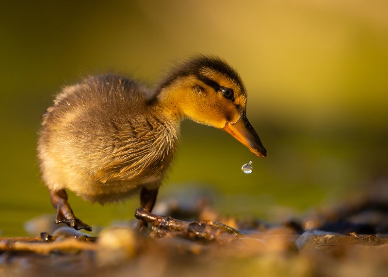 Duckling фото превью