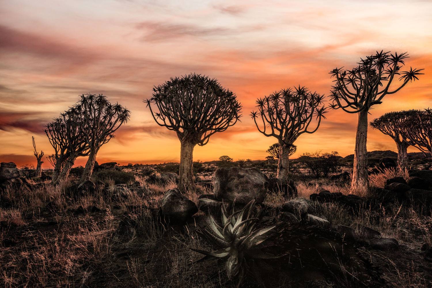 , Jose Pedrero Barrios