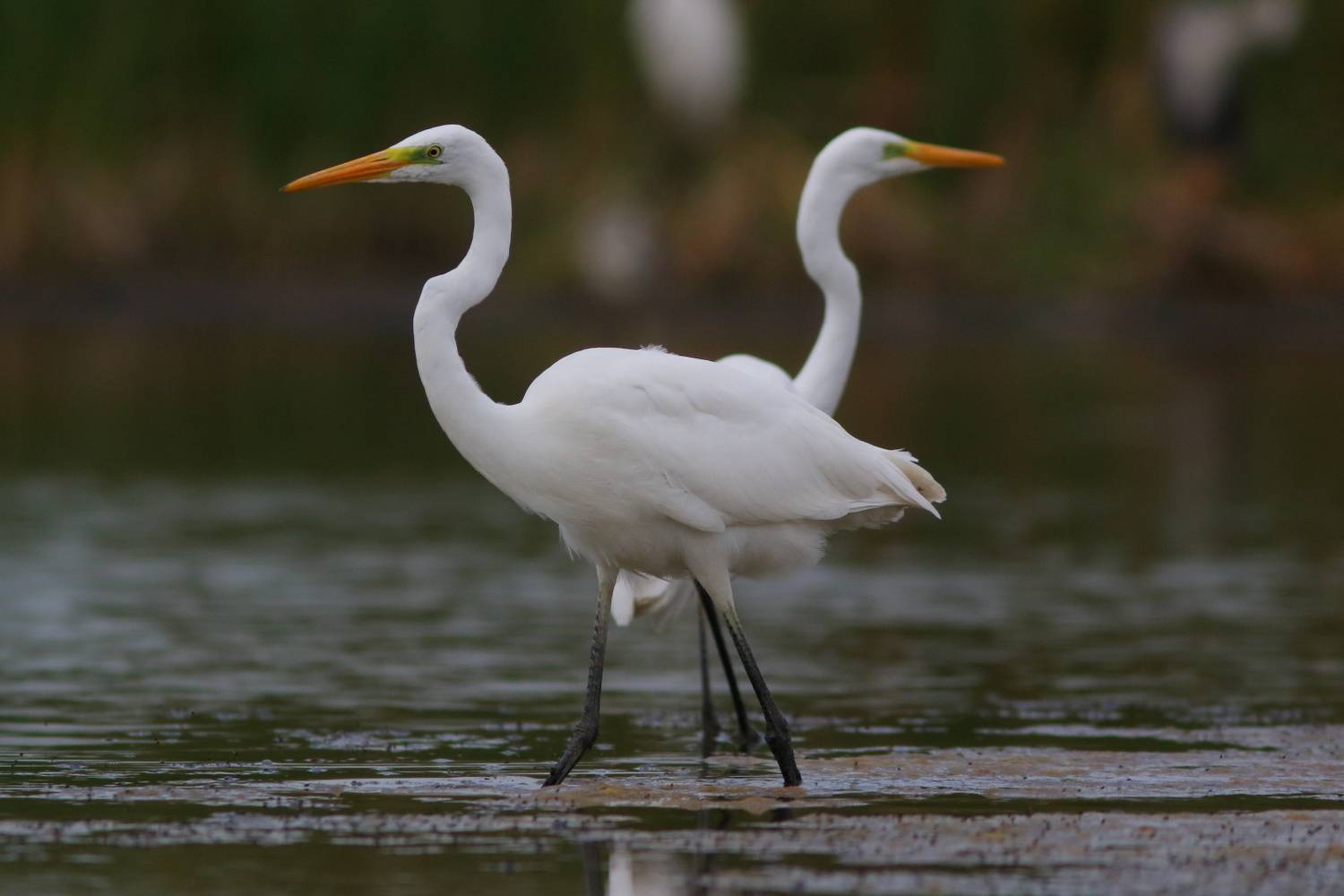 природа, животные, птицы, цапли, белая цапля, самара, фотоанималистика, фотоохота, дикая природа, Владимир Шебаршенко