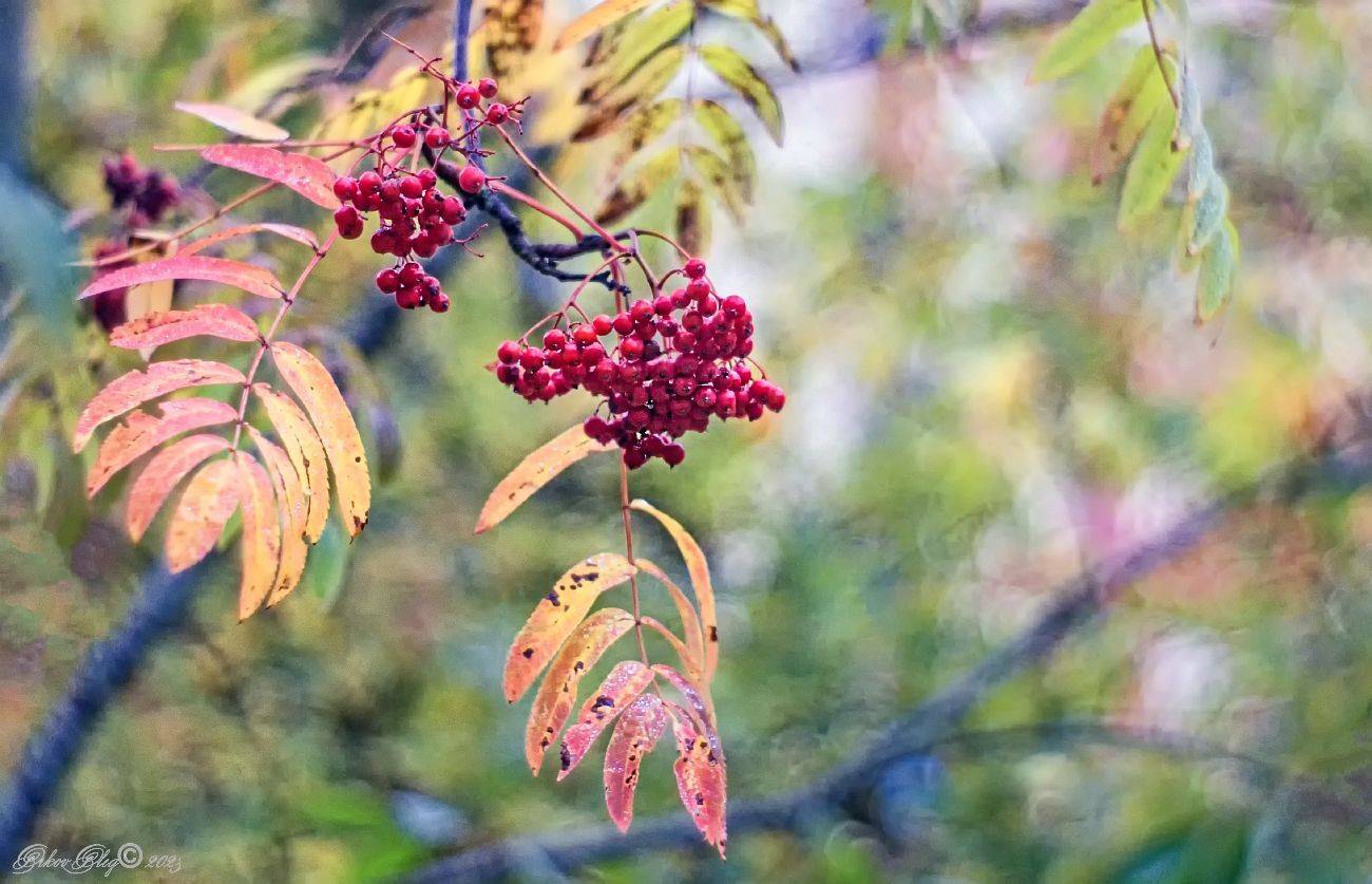 , Орлов Олег