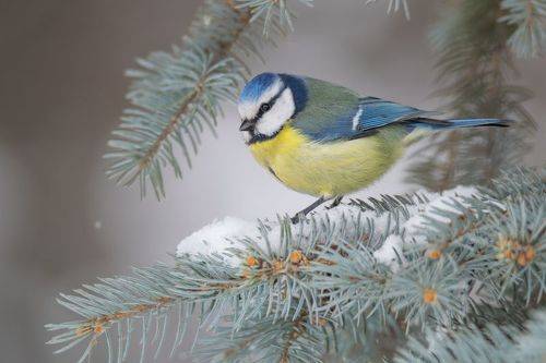Лазоревка (лат. Cyanistes caeruleus)