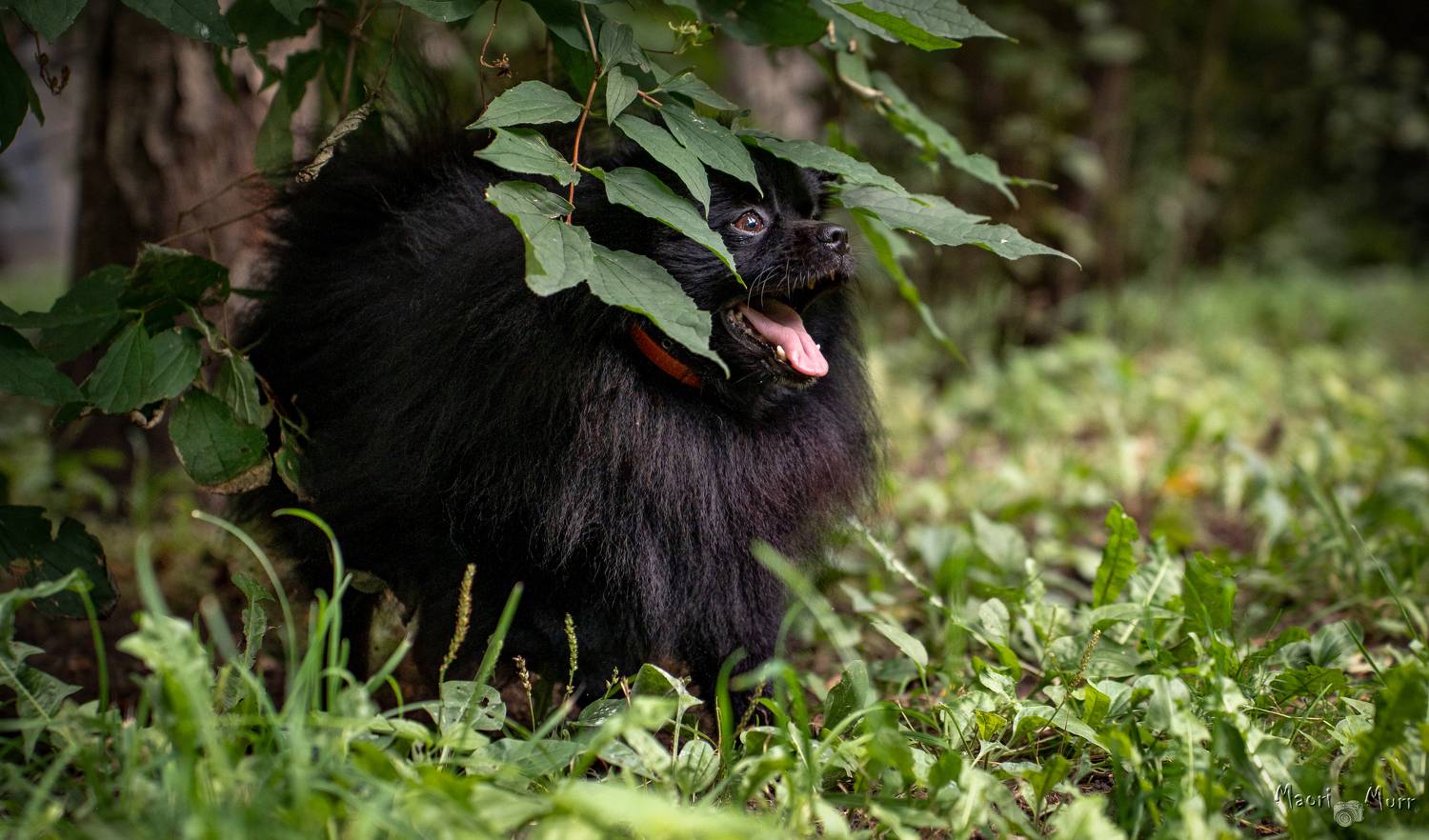 шпиц, померанский шпиц, Маори Мурр