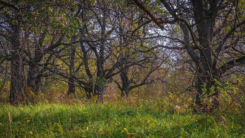 В дубовой роще фото превью