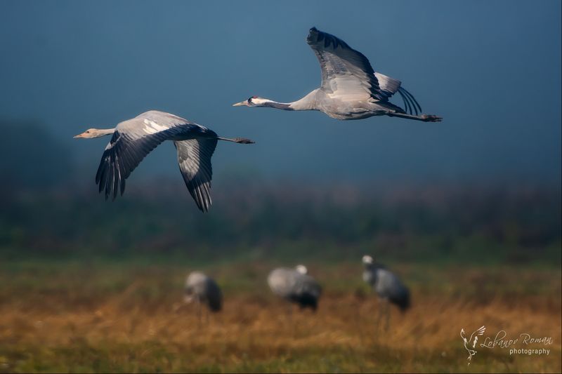 * * * фото превью