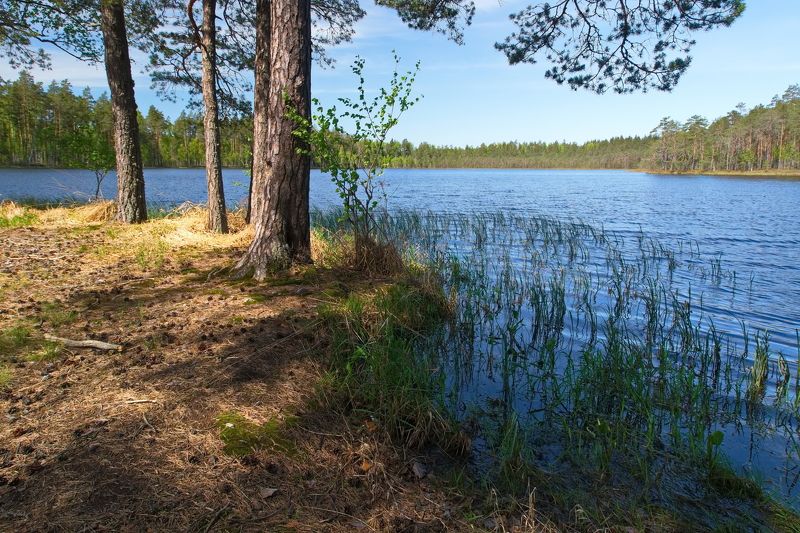 На лесном озере фото превью