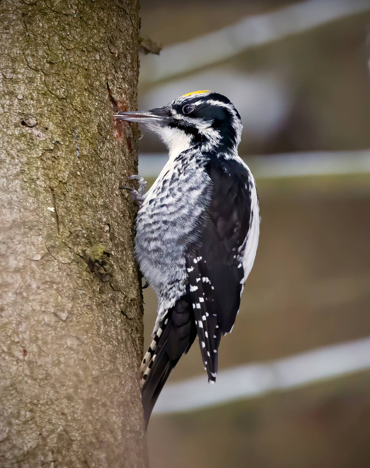 дятел, трехпалыйдятел, birds, bordwatching, winter, зимнийлес, Михаил Ездаков