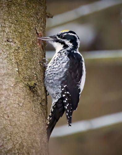 трехпалый дятел