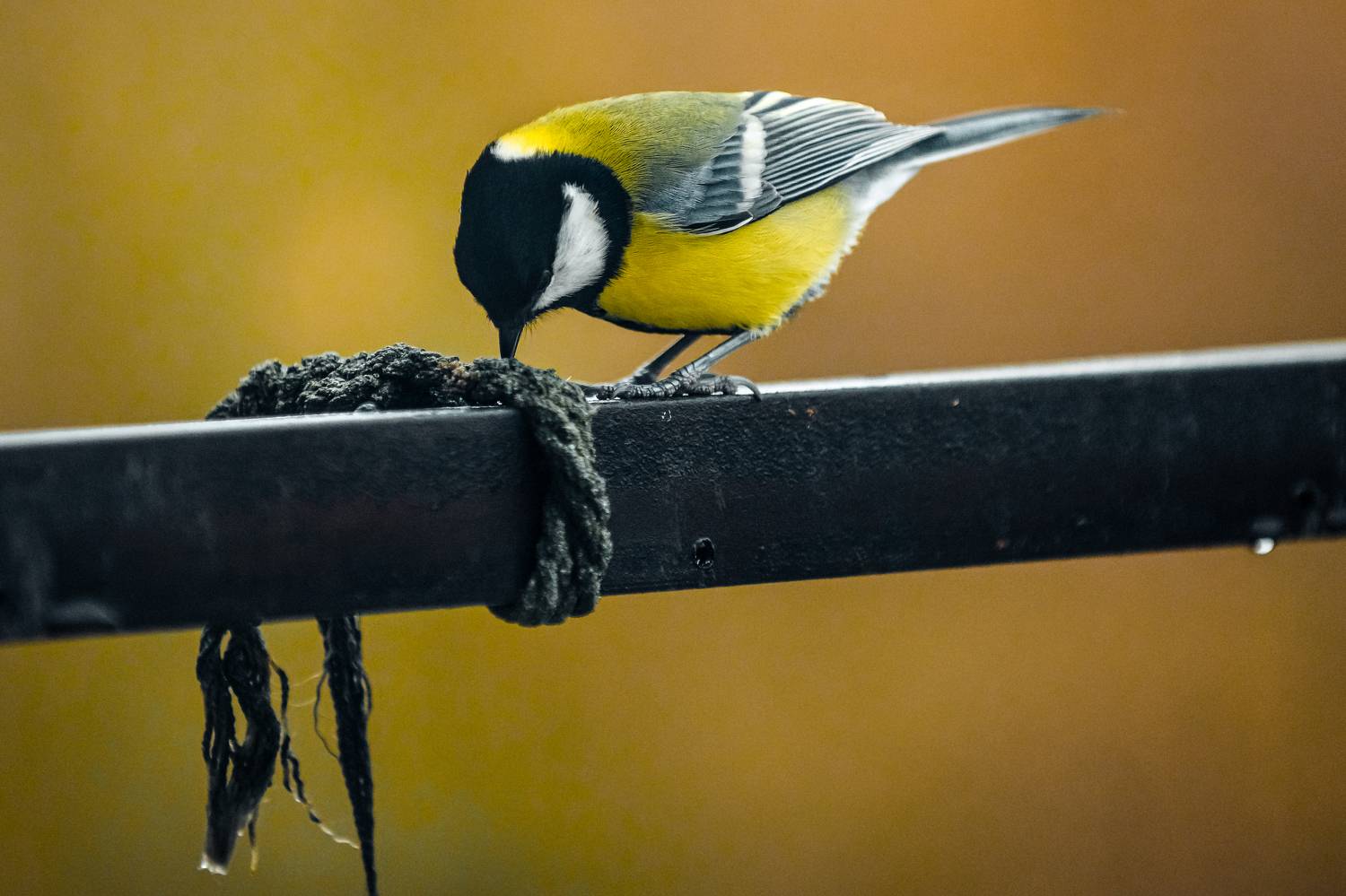 Синица, птицы, небо, пернатые, полет, Анисимова Ольга Леонидовна