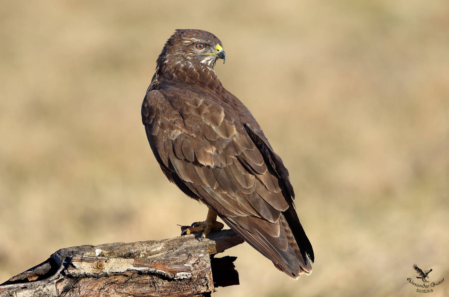 канюк, Гусар Александр
