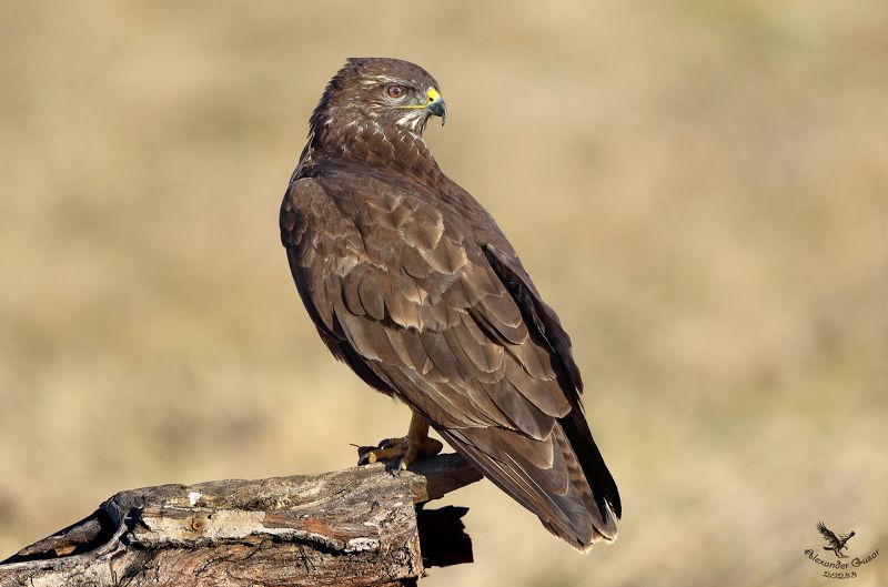 канюк Всё вижу. фото превью