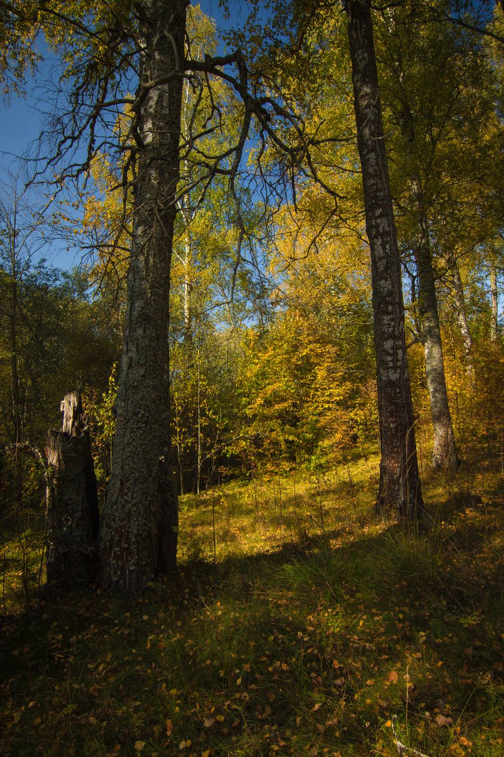 , Хвойнова Елена