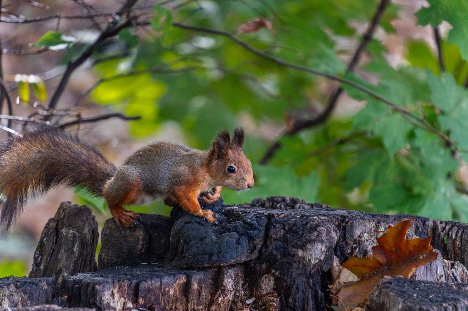 , Курлянцев Алексей