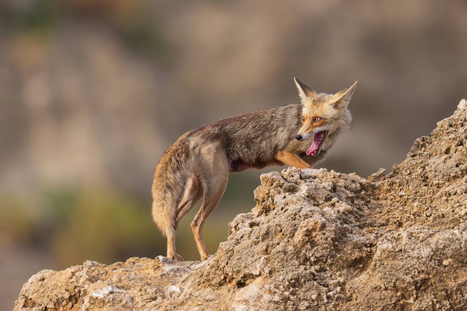 , Фруман Евгений