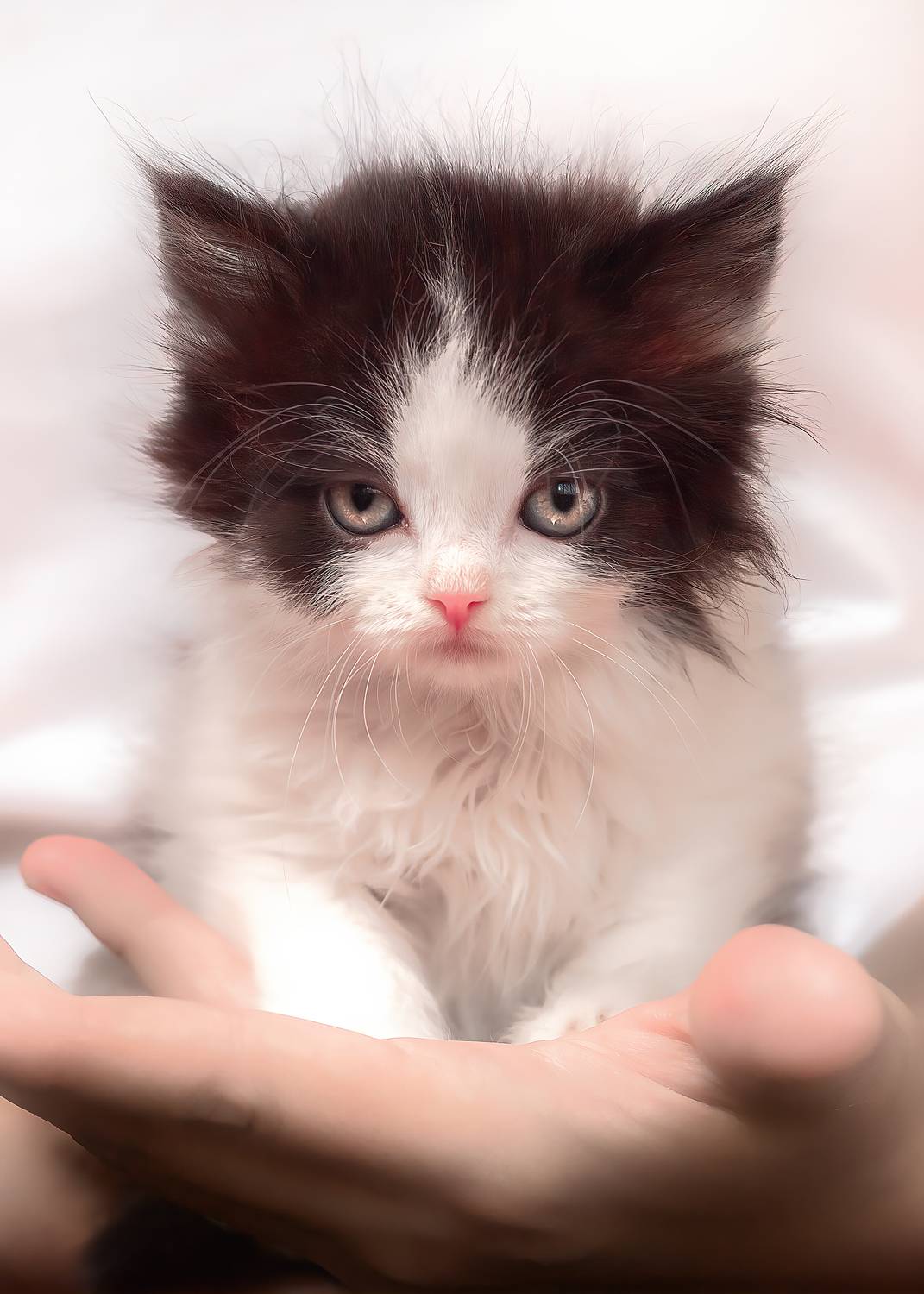 кошки  животные, Холудеев Виктор