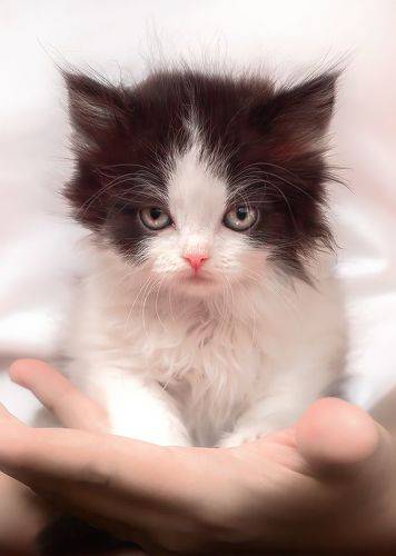 Шипуч Мухтаркин -Котёнок с Харизмой!