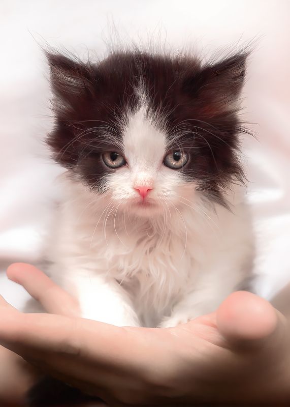 кошки  животные Шипуч Мухтаркин -Котёнок с Харизмой! фото превью