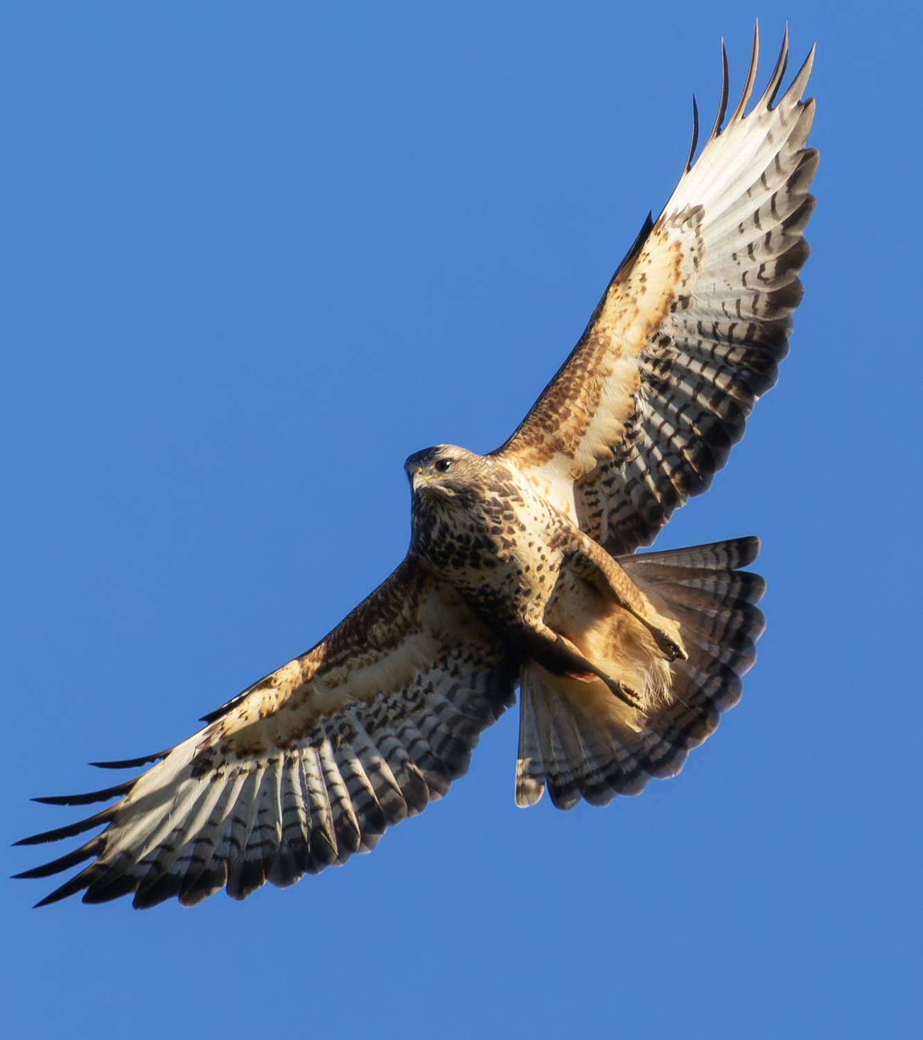 buteo buteo, канюк, птицы, фото птиц, кавказ, Александр Шипиленко