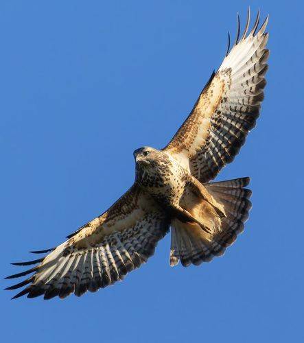 Обыкновенный канюк. (Buteo buteo)