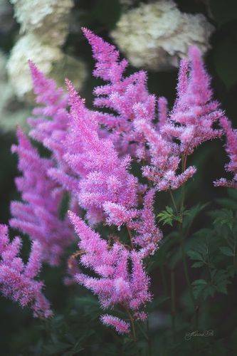 Пушистая астильба