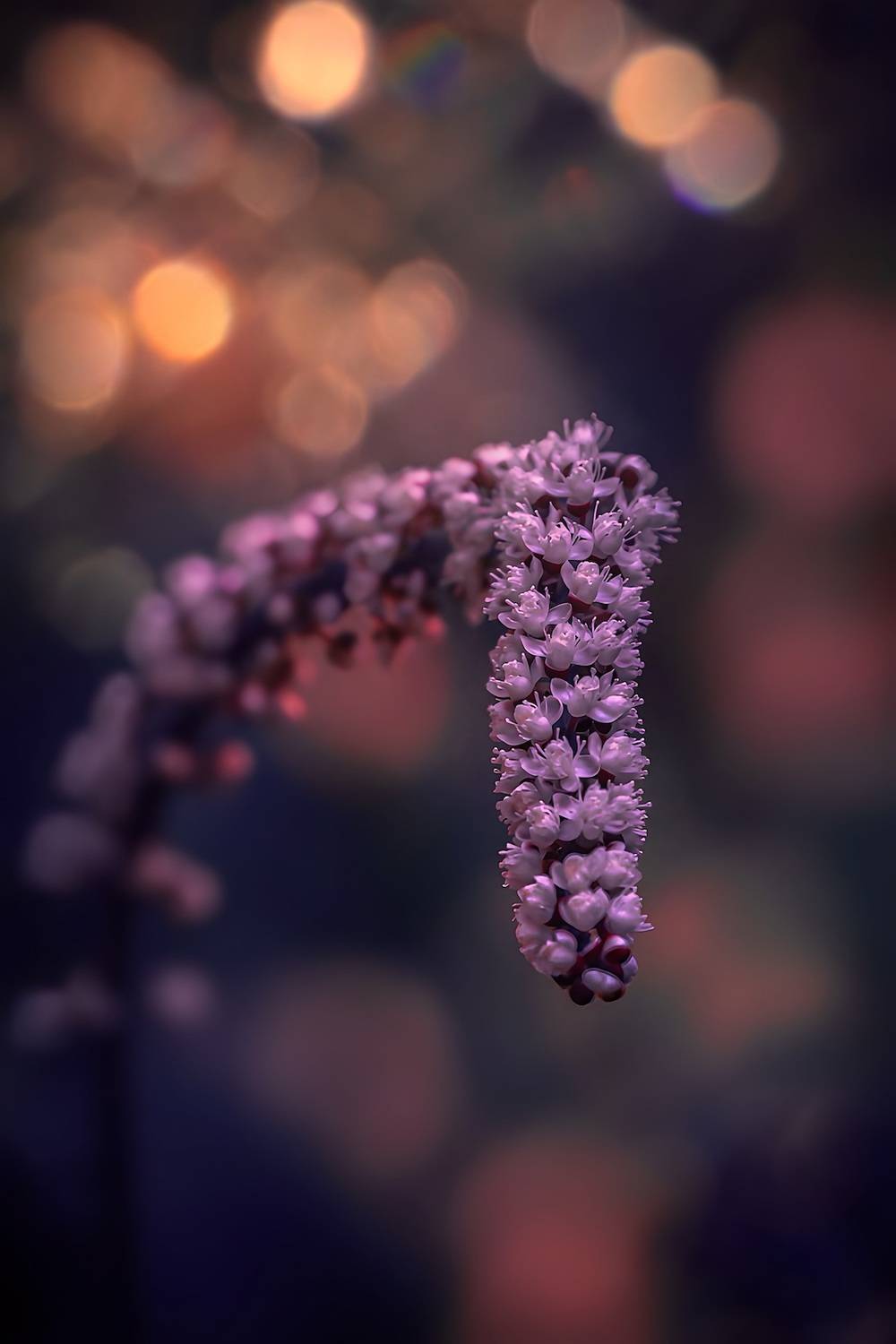 макро, macro, цветы, flower, Julia Kaissa