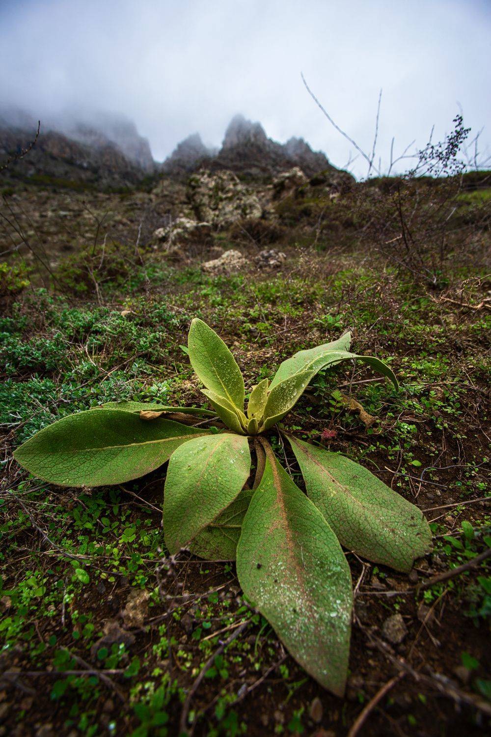, Денис Свечников