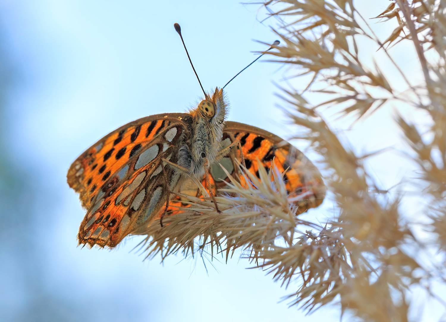насекомые, бабочка, нимфалида, перламутровка, полевая, осень, сентябрь, Борис Новиков