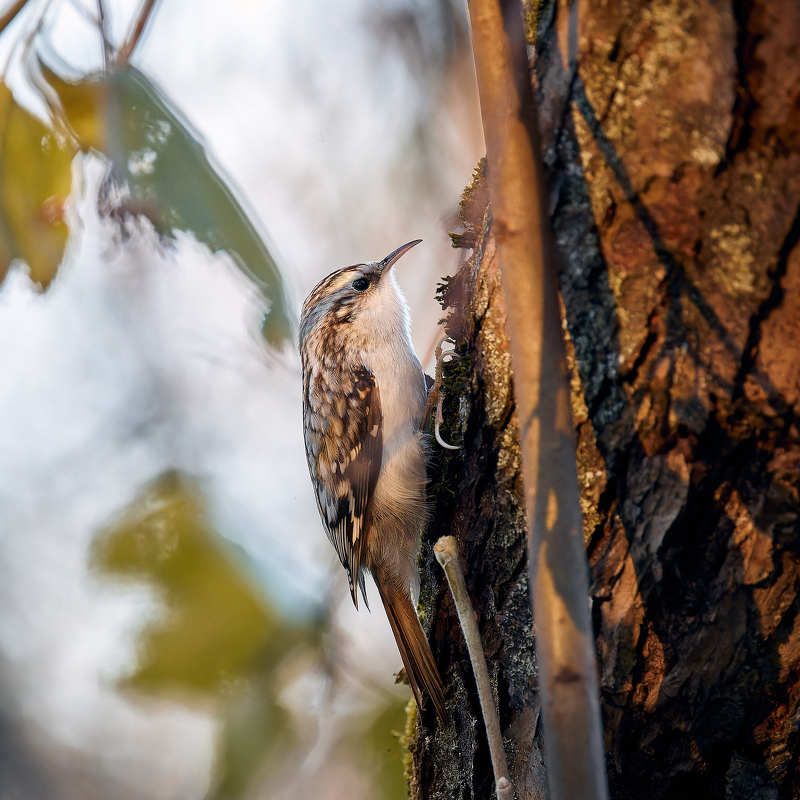 пищуха Пищуха фото превью