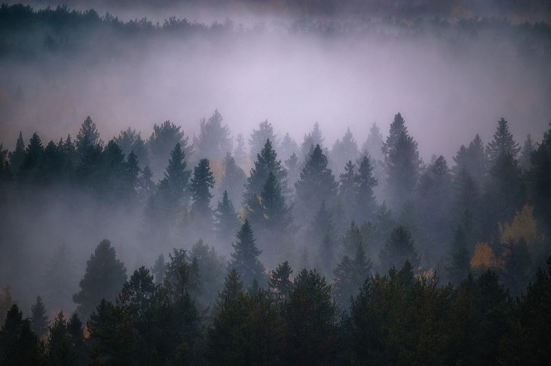 природа, пейзаж, лес, туман, мистический лес, мистика, парма, тайга, пермь, пермский край Туманный лес фото превью
