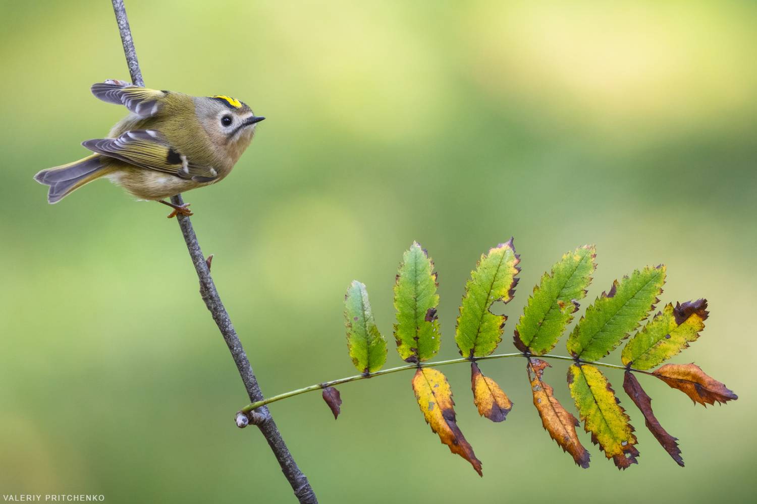 королёк, птицы, природа, goldcrest, nature, birds, Валерий Притченко