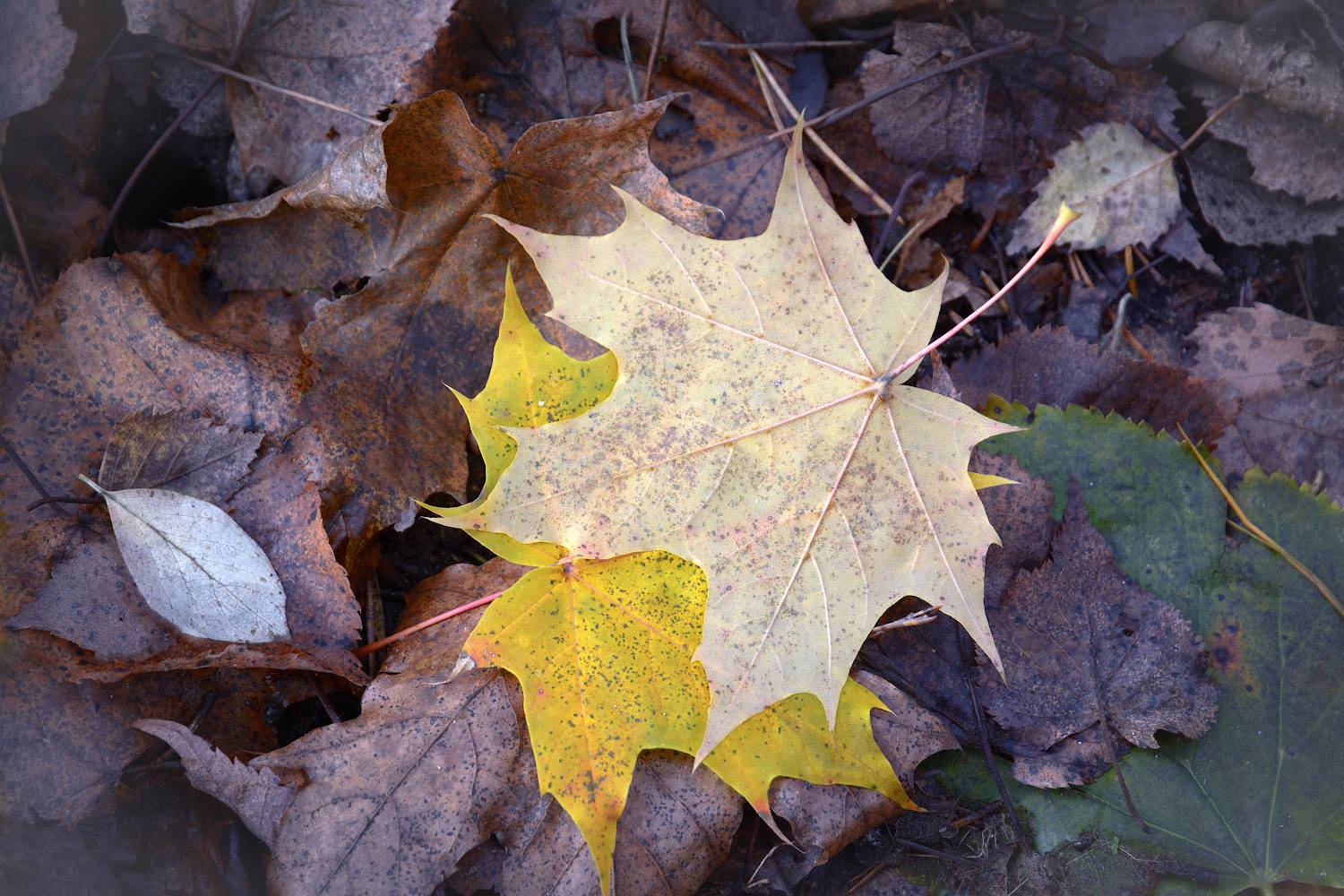 , Марина Никифорова