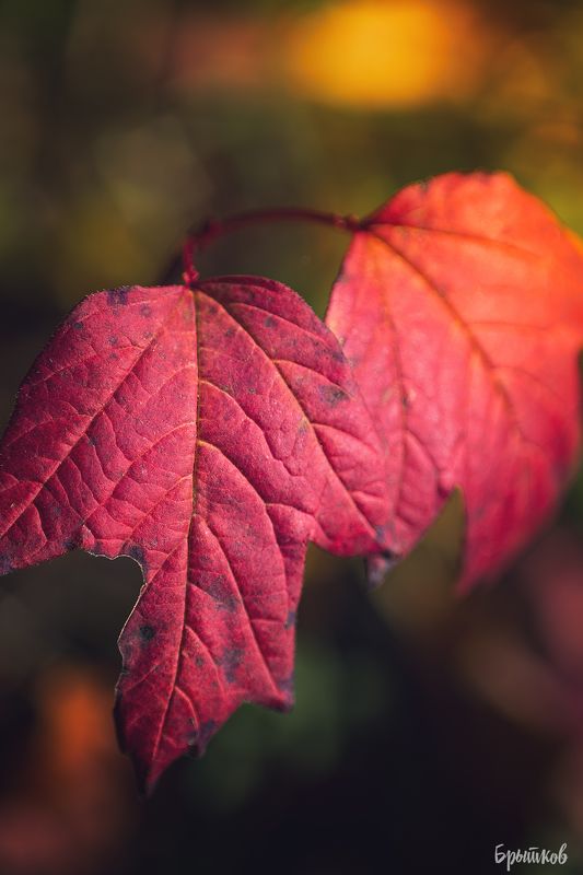 Краски осени. Макро фото превью