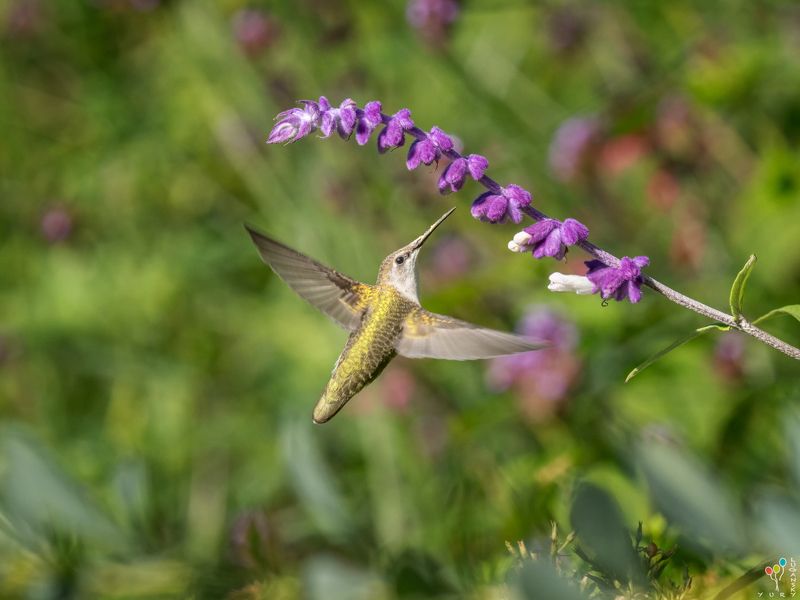 Hummingbird фото превью
