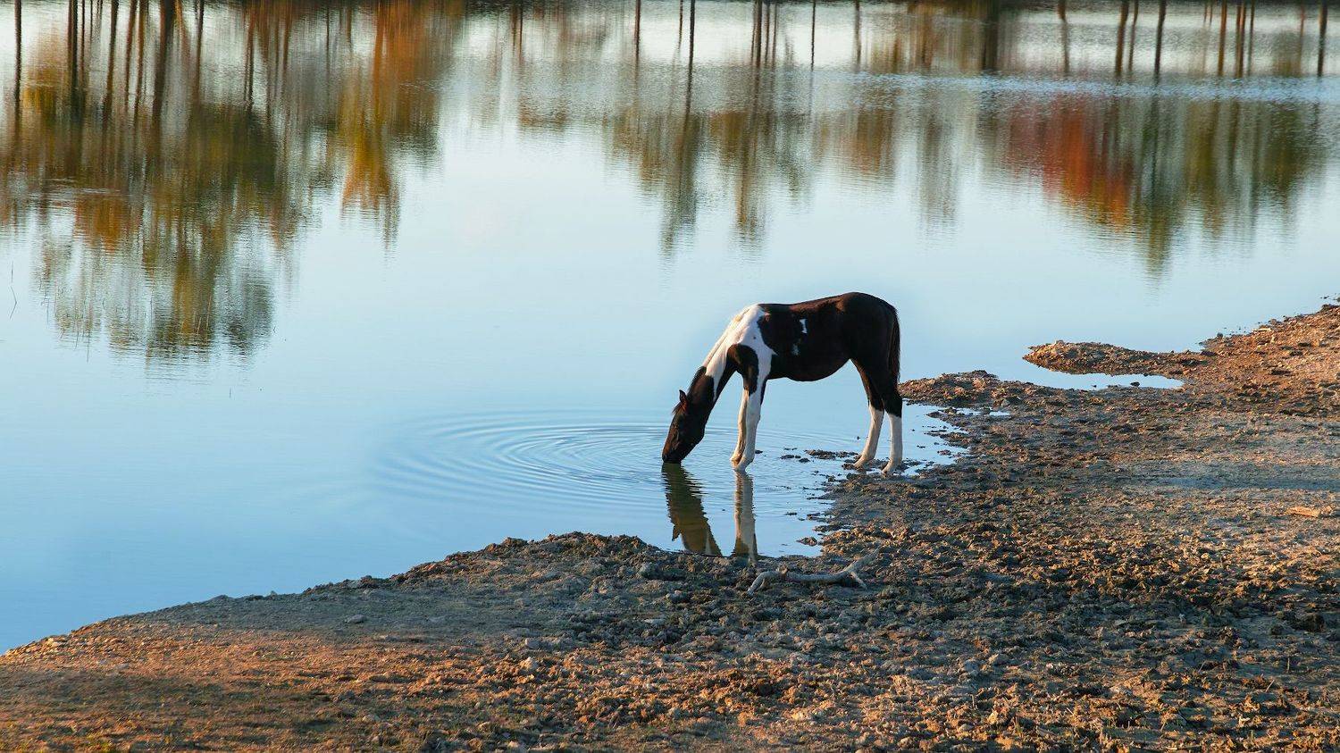 sigma sd quattro, Дмитрий Цыпляев