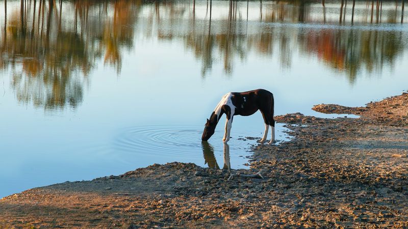 ***** фото превью