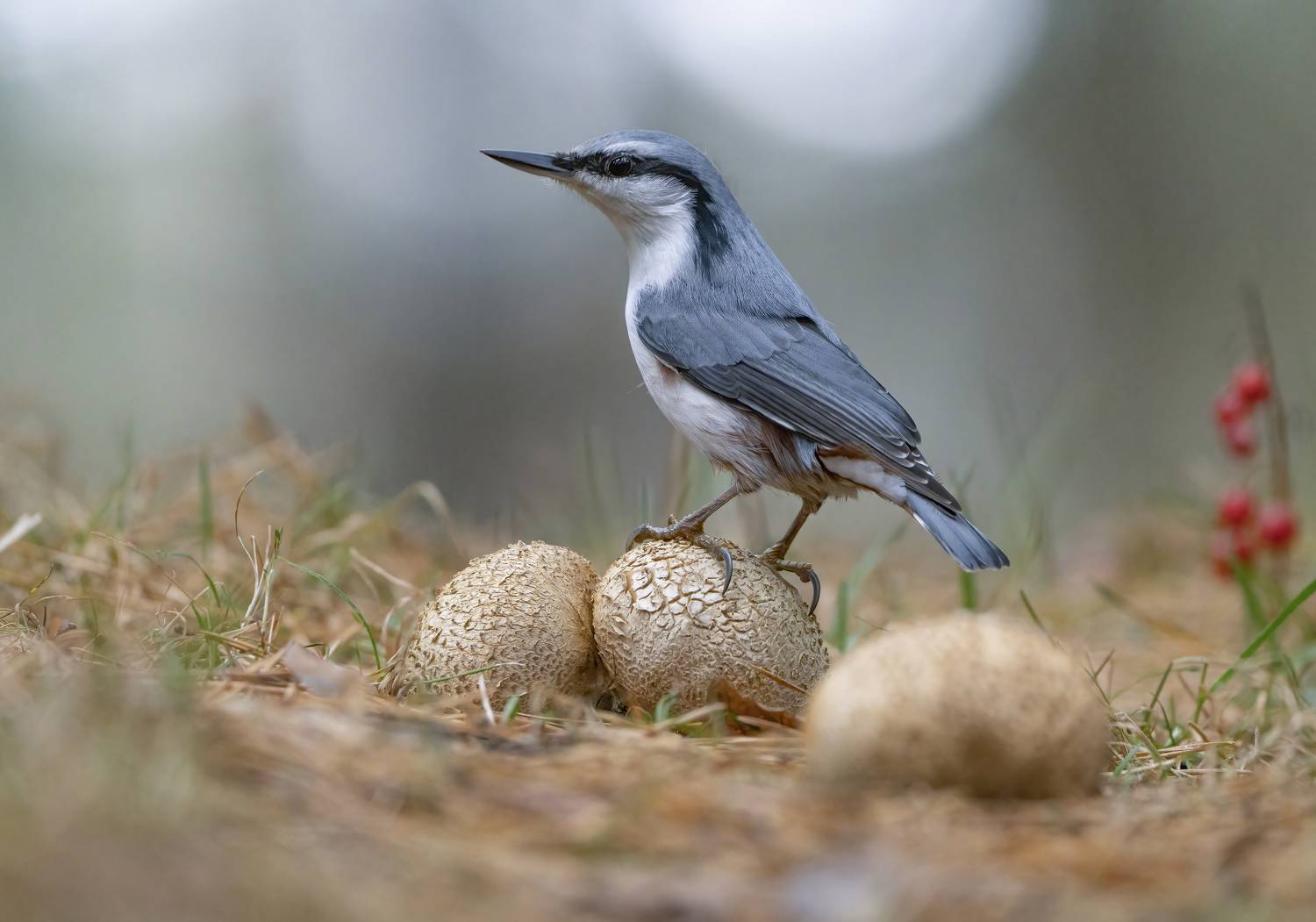птицы,природа, осень,гриб, Андрей Киселёв