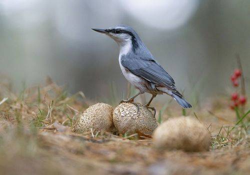 Картинка из леса