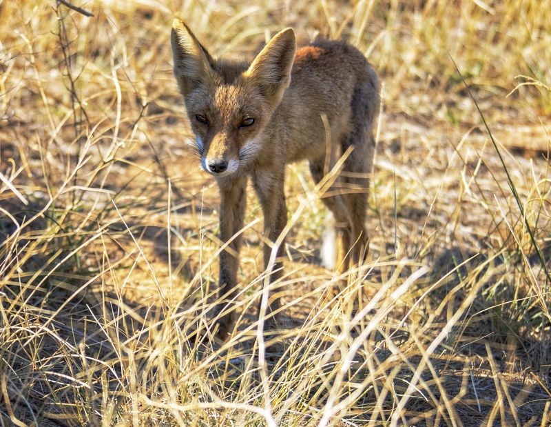 Степной лис. фото превью