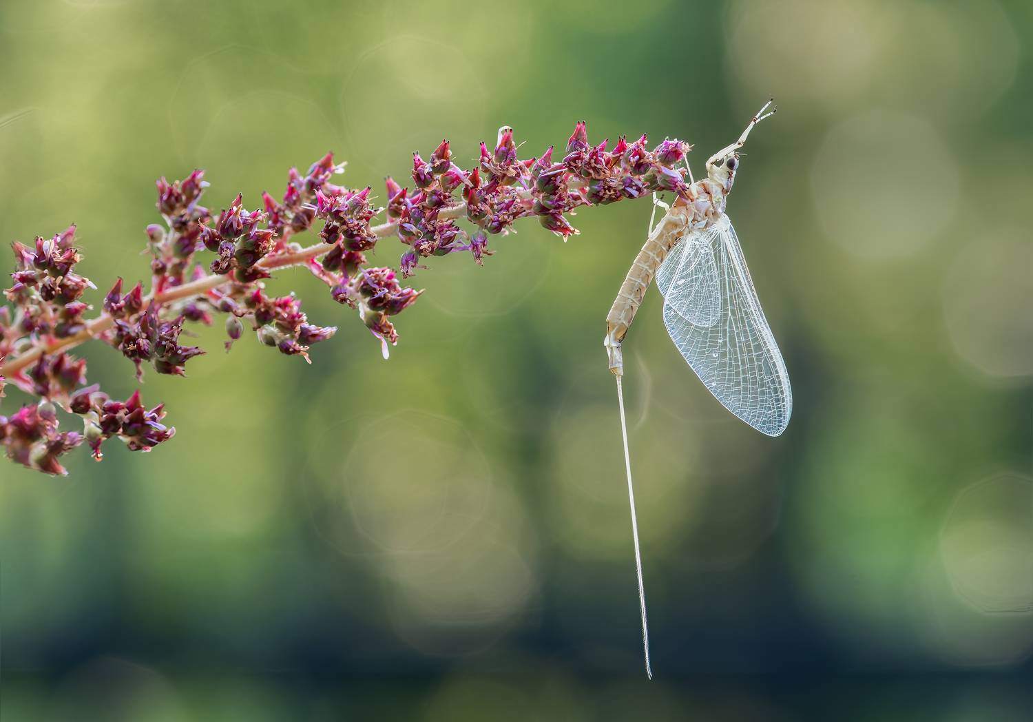 fly, insect, leaf, tiger fly, macro, bug, nature wild, robber fly, robber, mayfly, fly, Atul Saluja