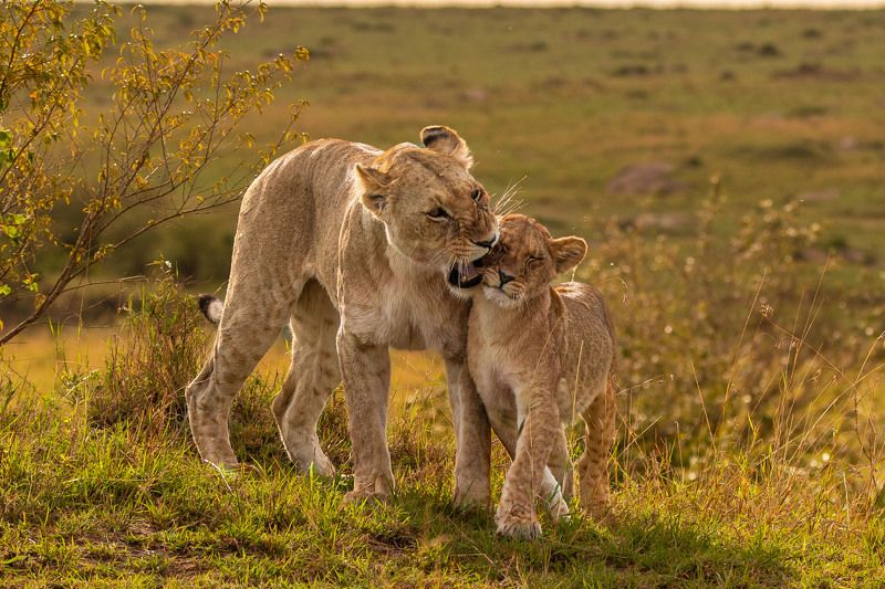 фото превью