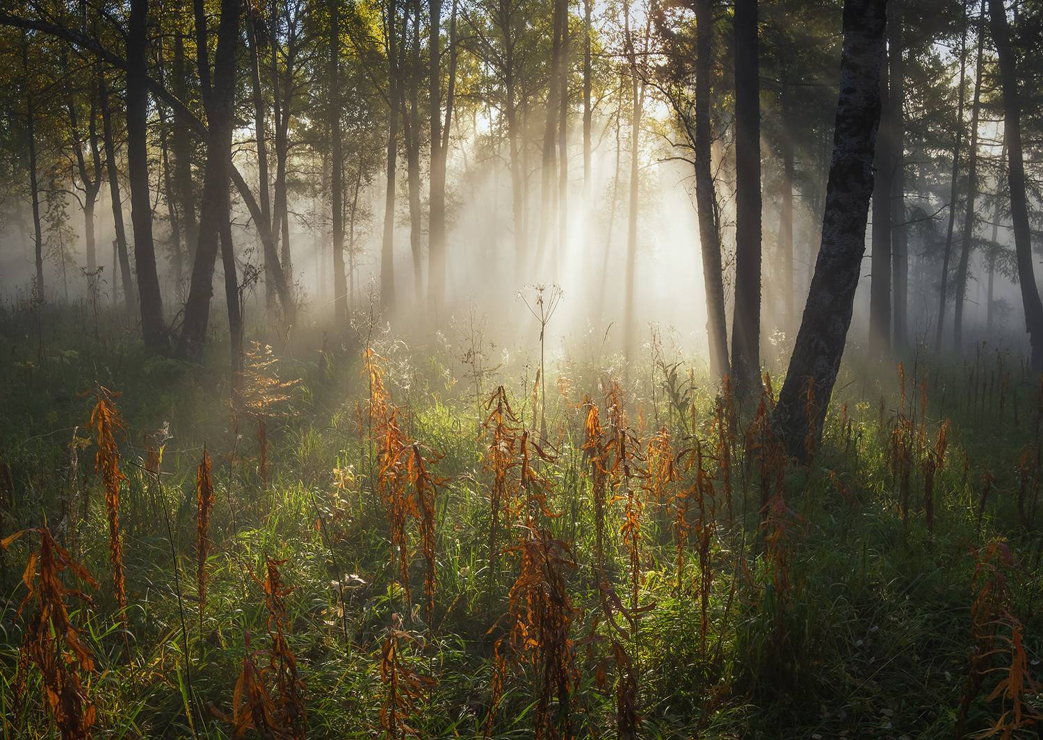 , Лещёнок Александр