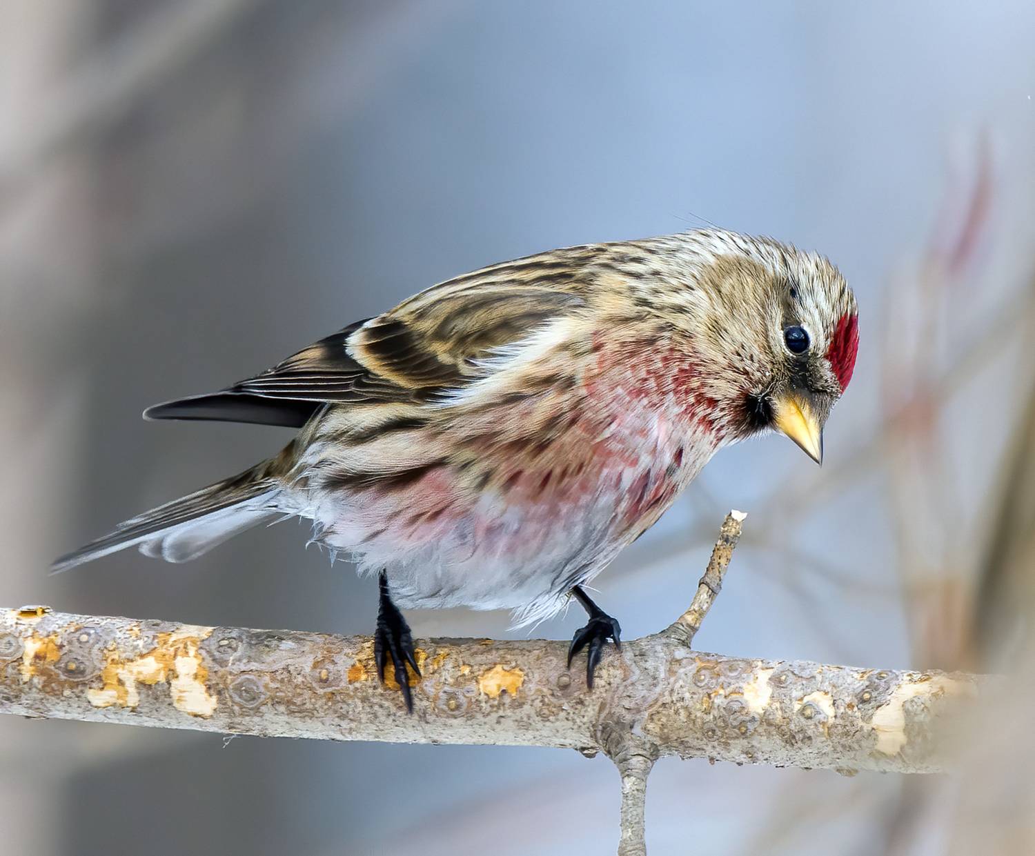 чечтка, птицы, птицыроссии, redpoll, birds, birdwatching, Михаил Ездаков