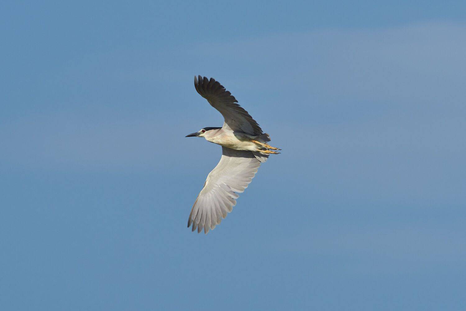 volgogad, russia, wildlife, bird, birds, birdswatching, volgograd, russia, wildlife, Nycticorax nycticorax,, Сторчилов Павел