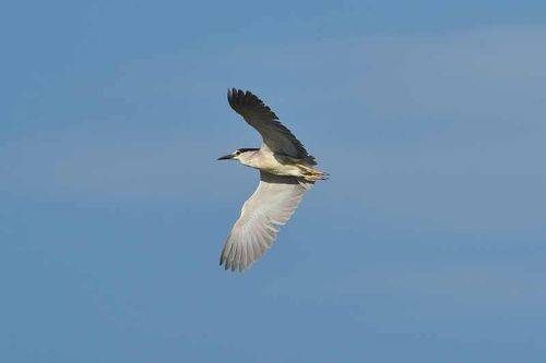 Nycticorax nycticorax