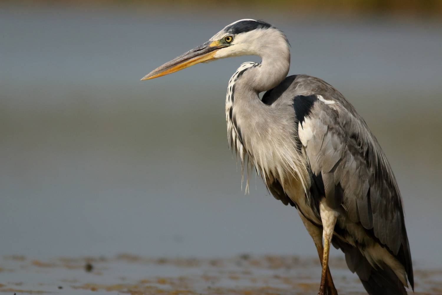 животные, природа, птицы, цапли, серая цапля, дикая природа, самара, Владимир Шебаршенко