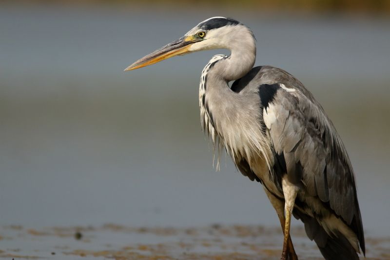 животные, природа, птицы, цапли, серая цапля, дикая природа, самара Стильная штучка фото превью